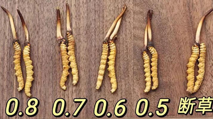 鮮冬蟲夏草燉雞湯:一鍋匯聚健康的滋補珍品