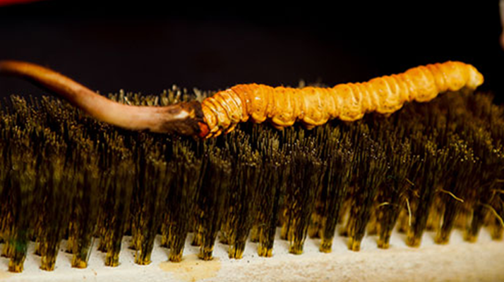 鮮冬蟲夏草什么口感最好?探尋舌尖上的滋補美味? ? ? ?