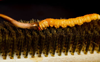 鮮冬蟲(chóng)夏草什么口感最好？探尋舌尖上的滋補(bǔ)美味? ? ? ?