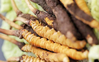 鮮蟲草一根多少錢？多因素交織下的價(jià)格剖析