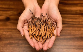 鮮冬蟲(chóng)夏草多少錢(qián)一條