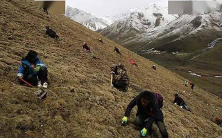 冬蟲夏草都是野生的嗎？探尋其生長(zhǎng)的奧秘