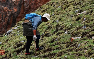 冬蟲夏草什么時(shí)候采挖？最佳采挖時(shí)節(jié)與科學(xué)依據(jù)