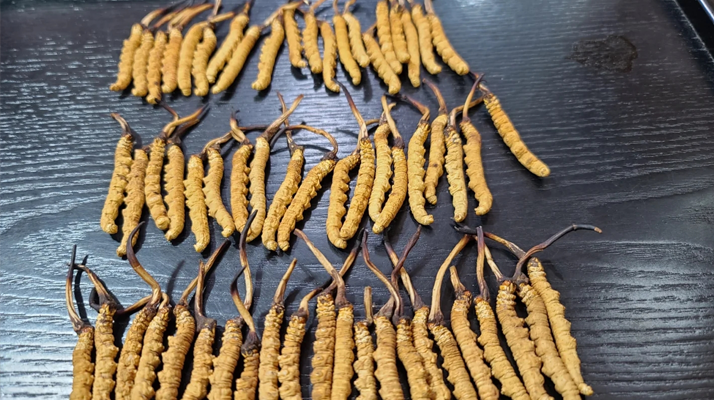 吃冬蟲夏草對(duì)身體的好處