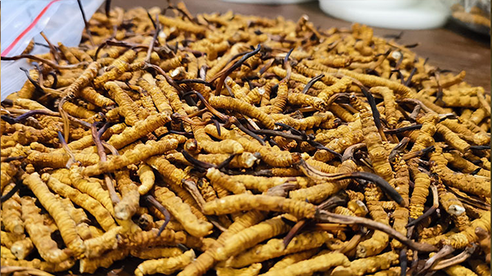 野生冬蟲夏草價(jià)格多少一克