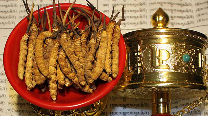 冬蟲夏草的主要功效與作用