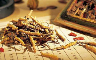 野生冬蟲(chóng)夏草：功效與真相的辯證審視