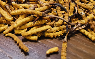野生冬蟲(chóng)夏草行業(yè)研究