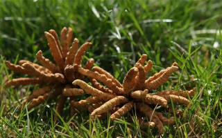 正宗冬蟲夏草一斤多少錢？多因素交織下的價格解析