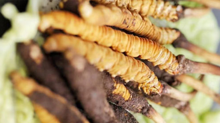 什么季節(jié)挖<a href=http://www.ddhuz.com/xinxian/ target=_blank class=infotextkey>新<a href=http://www.ddhuz.com/xinxian/ target=_blank class=infotextkey>鮮冬蟲夏草</a></a>?把握黃金采挖期