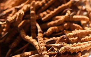 冬蟲夏草泡水喝的禁忌