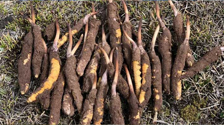 <a href=http://www.ddhuz.com/xinxian/ target=_blank class=infotextkey>新<a href=http://www.ddhuz.com/xinxian/ target=_blank class=infotextkey>鮮冬蟲夏草</a></a>科學(xué)晾干指南