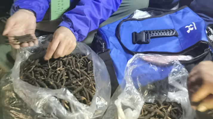 <a href=http://www.ddhuz.com/xinxian/ target=_blank class=infotextkey>新<a href=http://www.ddhuz.com/xinxian/ target=_blank class=infotextkey>鮮冬蟲夏草</a></a>的正確食用指南