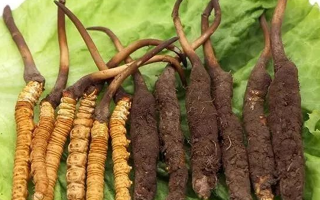 吃新鮮冬蟲夏草后拉肚子？原因與應(yīng)對方法解析