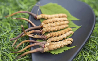 新鮮松茸冬蟲夏草怎么吃？滋補(bǔ)雙珍的美味搭配指南