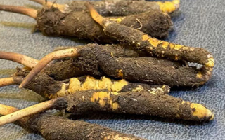 新鮮野冬蟲夏草的美味滋補(bǔ)吃法指南