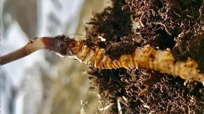 新鮮<a href=http://www.ddhuz.com/s/yscc/ target=_blank class=infotextkey>玉樹冬蟲夏草</a>的科學(xué)保存方法