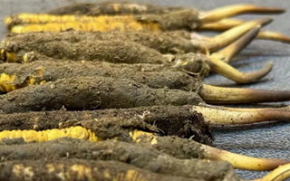 新鮮冬蟲夏草可以泡水喝嗎？正確方法與功效解析