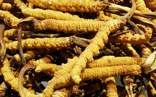 冬蟲夏草見效周期解析：滋補需循序漸進(jìn)