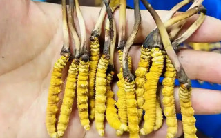 冰鮮冬蟲夏草能吃嗎？科學(xué)解讀與食用指南