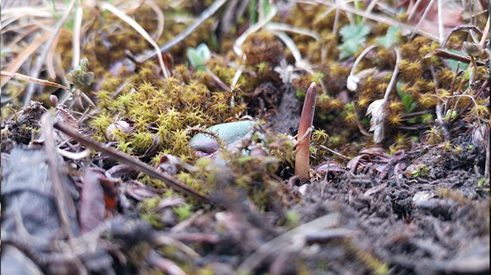 冬蟲夏草:跨越兩界的生命奇珍