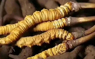 冬蟲(chóng)夏草：自然饋贈(zèng)的生命奇觀