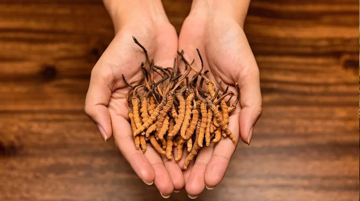 去哪里買真冬蟲夏草？揭秘正品蟲草的可靠購買渠道