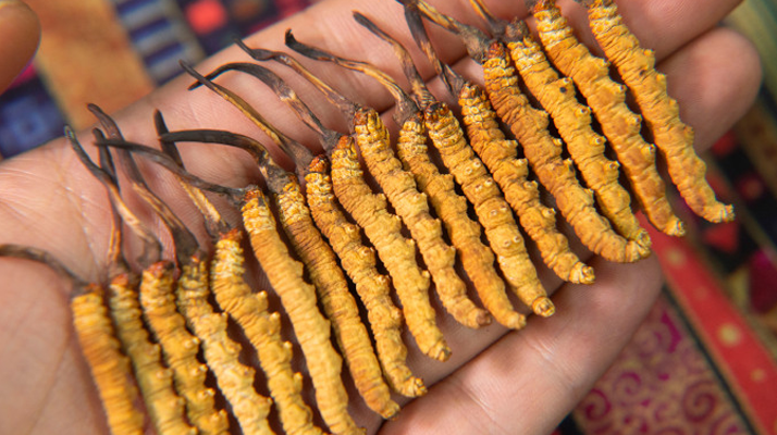 今年<a href=http://www.ddhuz.com/xinxian/ target=_blank class=infotextkey>鮮冬蟲(chóng)夏草</a>價(jià)格如何?