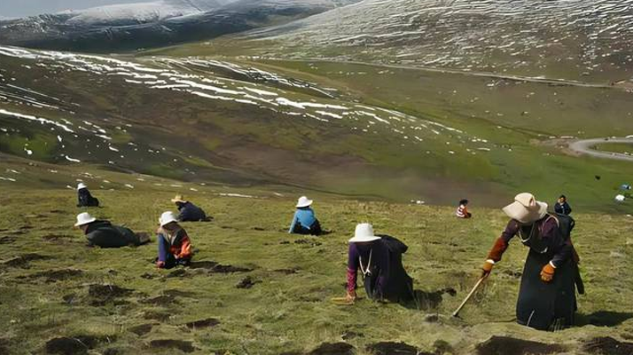 西藏鮮冬蟲夏草<a href=http://www.ddhuz.com/ target=_blank class=infotextkey><a href=http://www.ddhuz.com/s/nqcc/ target=_blank class=infotextkey>那曲蟲草</a></a>