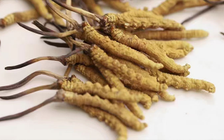 冬蟲(chóng)夏草價(jià)格一克多少錢(qián)