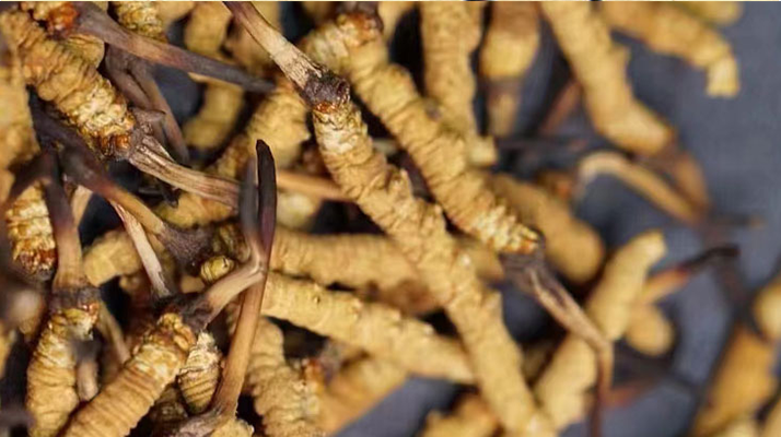 正宗<a href=http://www.ddhuz.com/jiage/ target=_blank class=infotextkey>冬蟲(chóng)夏草多少錢(qián)</a>一克