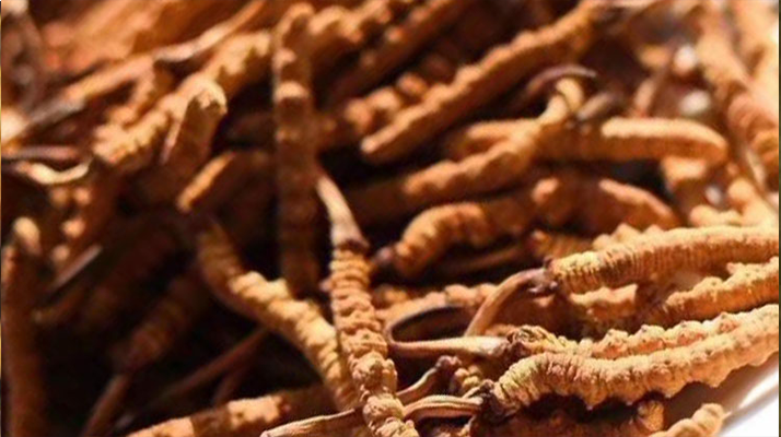 野生<a href=http://www.ddhuz.com/jiage/ target=_blank class=infotextkey>冬蟲夏草多少錢</a>一克