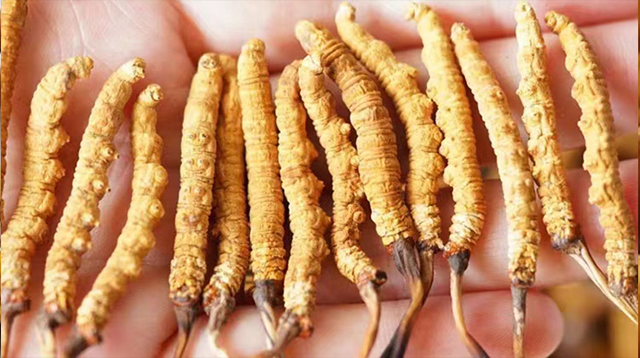 特級(jí)冬蟲夏草多少一克