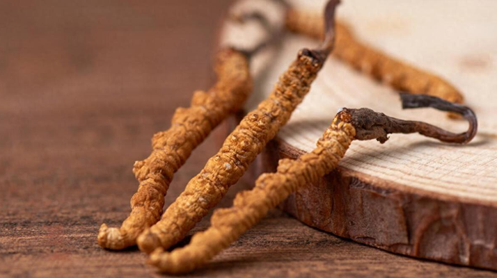 國外冬蟲夏草產(chǎn)地有哪些