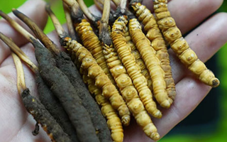 2025年那曲蟲草拍賣最高價(jià)創(chuàng)新高,55萬(wàn)元紀(jì)錄誕生巴青縣第五屆采集活動(dòng)