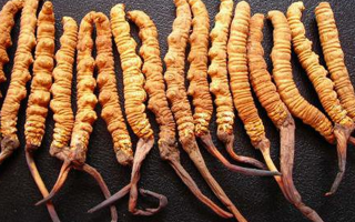 冬蟲夏草如何治百病？—— 科學(xué)看待滋補(bǔ)品的真實價值