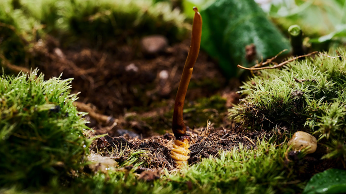 正宗那曲<a href=http://www.ddhuz.com/xinxian/ target=_blank class=infotextkey>新<a href=http://www.ddhuz.com/xinxian/ target=_blank class=infotextkey>鮮冬蟲夏草價(jià)格</a></a>