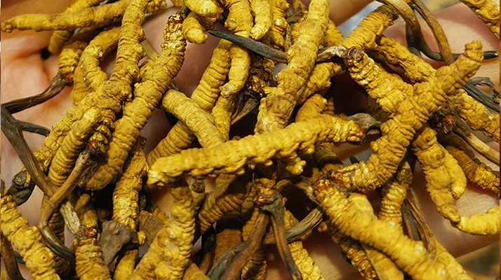 野生的冬蟲(chóng)夏草多少錢(qián)一斤