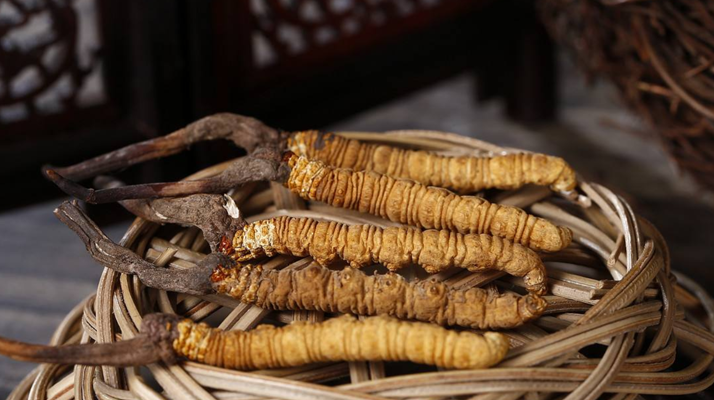 新鮮<a href=http://www.ddhuz.com/jiage/ target=_blank class=infotextkey>冬蟲夏草的價(jià)格</a>一根