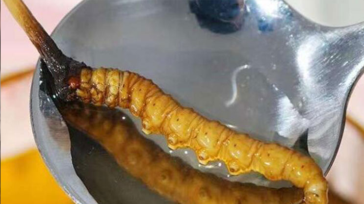 冬蟲夏草泡完是什么樣