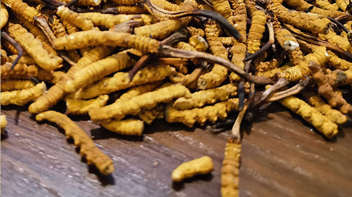 這些人需謹(jǐn)慎！冬蟲夏草的不適宜人群及健康提示