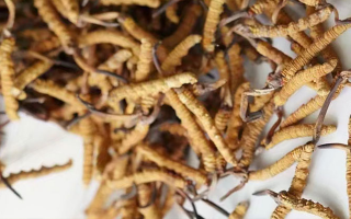 冬蟲夏草能打粉服用嗎？科學(xué)操作與服用指南