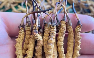 冬蟲(chóng)夏草等級(jí)怎么辨別？專業(yè)指南教你識(shí)別優(yōu)劣真?zhèn)?> </div>
            <div   id=