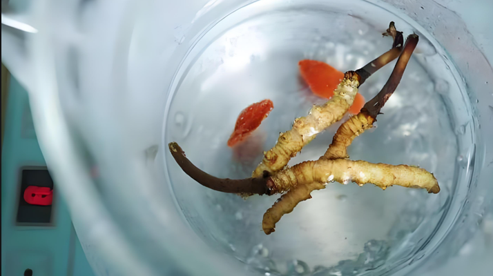 人參冬蟲夏草枸杞泡酒：古法釀就的滋補佳釀