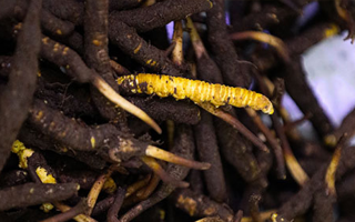 新鮮冬蟲夏草可以冷凍嗎？科學保存指南來了