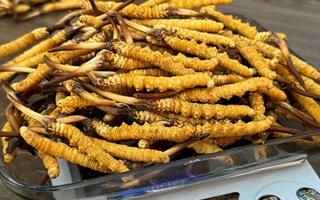 冬蟲夏草小孩可以服用嗎？科學判斷與服用指南