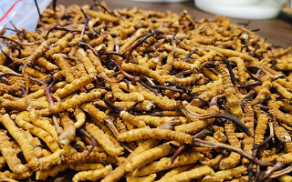 冬蟲(chóng)夏草燉食指南：解鎖不同搭配的營(yíng)養(yǎng)密碼