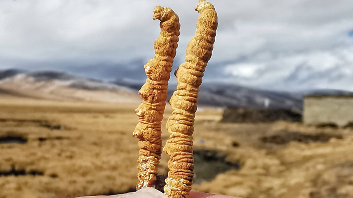 冬蟲夏草干了之后什么樣？