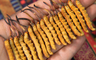 冬蟲夏草幾年保質(zhì)期？不同形態(tài)與儲存方式影響詳解