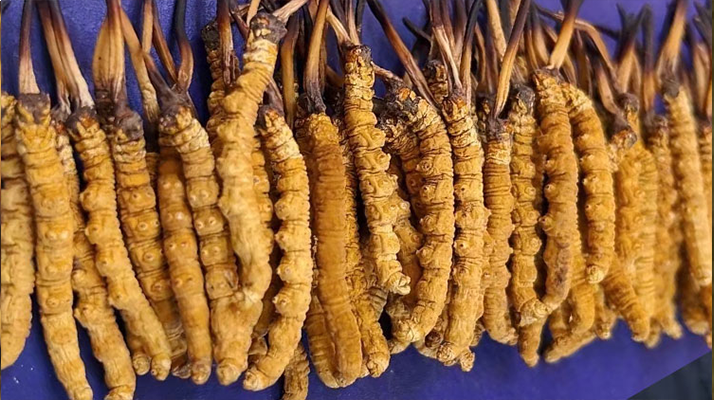 慧眼識(shí)真:西藏冬蟲(chóng)夏草的辨別方法